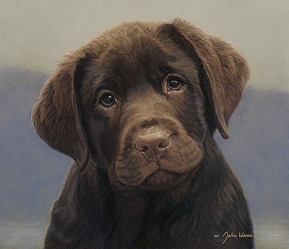 chocolate-labrador-puppy
