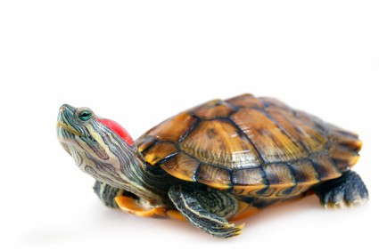 redearedslider.jpg