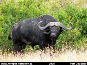 buvol2.jpg
