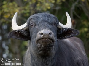 buvol3.jpg