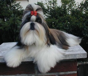 shi-tzu-sicu-shih-tzu-4.jpg