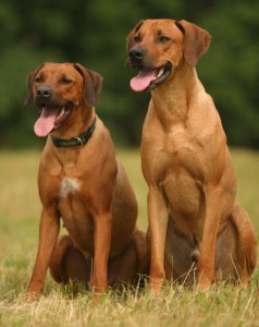 rhodesky-ridgeback-rhodezsky-ridgeback-rhodesian-ridgeback-1.jpg