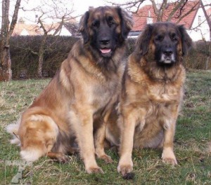 220-1-leonberger.jpg