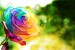 rainbow_rose_wallpaper_by_eliseenchanted-d3d37e5