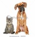 stock-photo-brown-cat-and-dog-boxer-breed-on-a-white-background-69203530