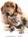 stock-photo-cat-and-dog-13170892