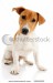 stock-photo-jack-russell-terrier-on-white-background-35600503