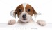 stock-photo-jack-russell-terrier-puppy-months-old-getting-out-of-a-box-in-front-of-white-background-70140874