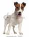stock-photo-jack-russell-terrier-puppy-months-old-standing-in-front-of-white-background-79923016