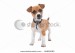 stock-photo-jack-russel-terrier-puppy-standing-looking-at-camera-isolated-on-a-white-background-66890080