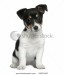 stock-photo-jack-russell-terrier-puppy-months-old-sitting-in-front-of-white-background-52553107