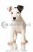 stock-photo-puppy-jack-russel-in-front-of-a-white-background-3599997